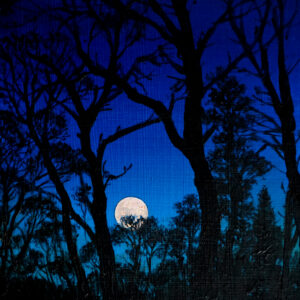 The sudden moon in the garden - Painting